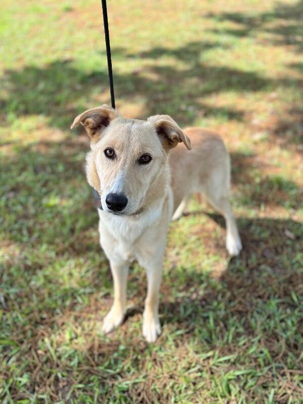 Biscuits, a Adoptable mixed breed in Berkeley Heights, NJ image 3/6