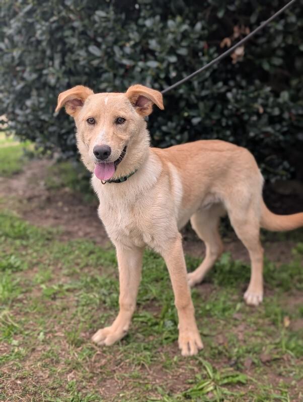 Enlarge Biscuits, a Adoptable mixed breed in Berkeley Heights, NJ image 2/6