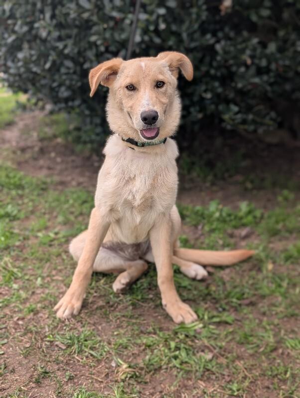 Enlarge Biscuits, a Adoptable mixed breed in Berkeley Heights, NJ image 3/6