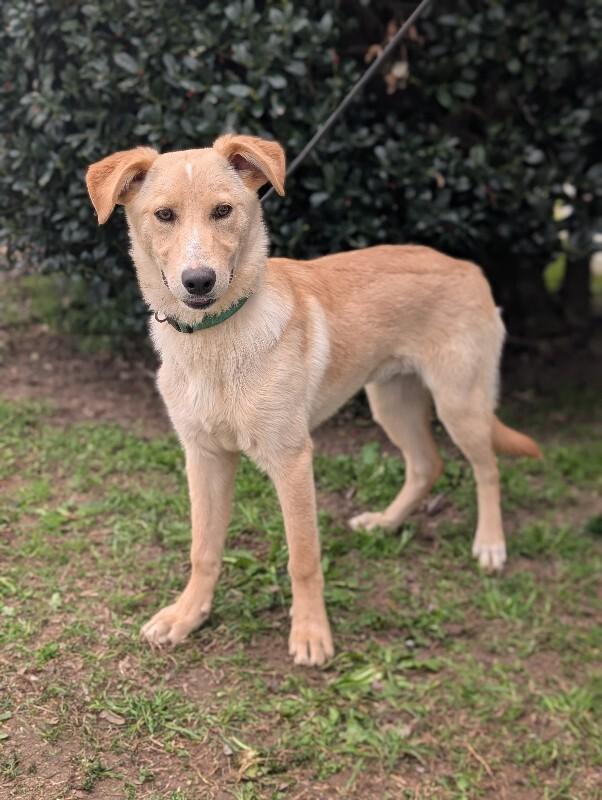 Enlarge Biscuits, a Adoptable mixed breed in Berkeley Heights, NJ image 4/6