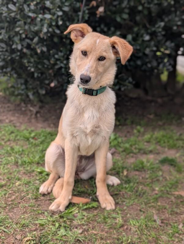 Enlarge Biscuits, a Adoptable mixed breed in Berkeley Heights, NJ image 5/6