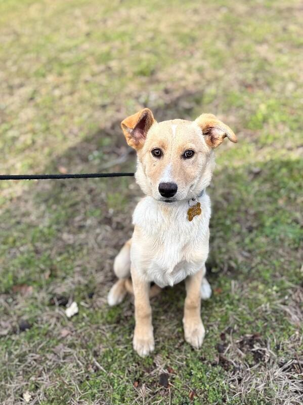 Biscuits, Adoptable, Young Female Shepherd & Mixed Breed.