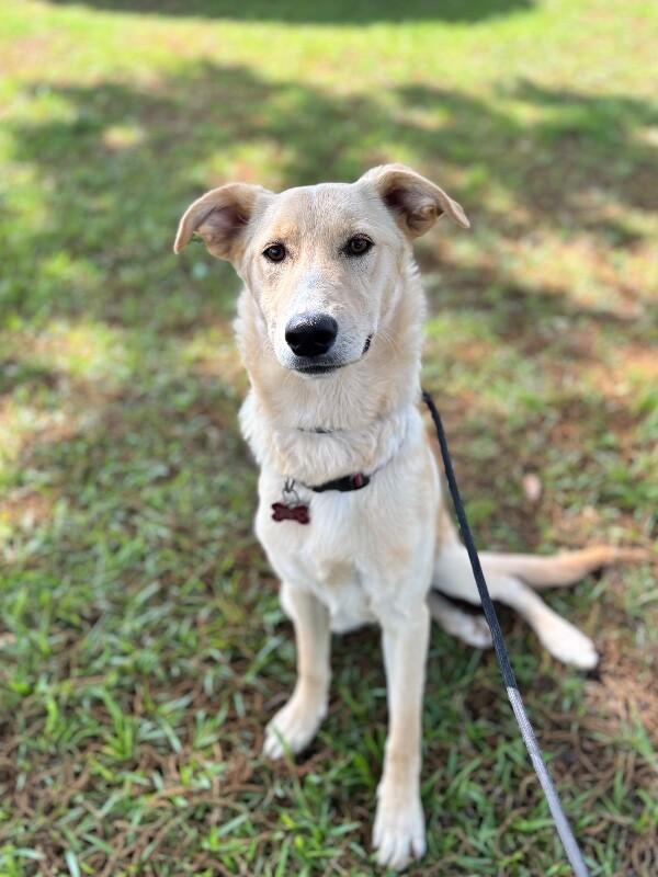 Biscuits, a Adoptable mixed breed in Berkeley Heights, NJ image 6/6