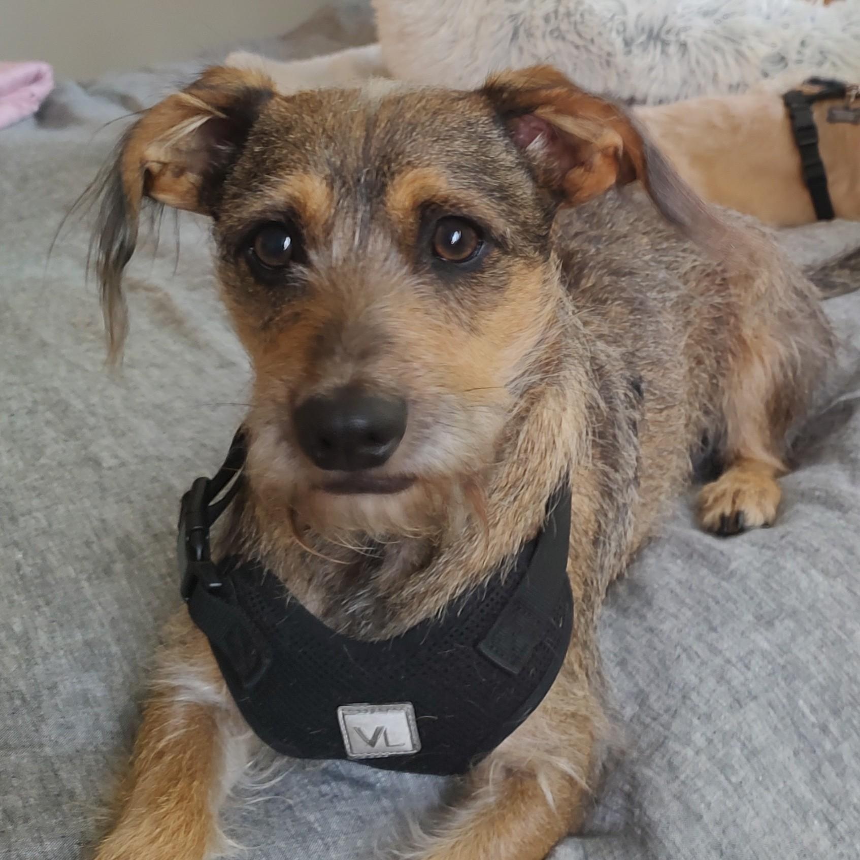 Mavrik, Adult Male Schnauzer