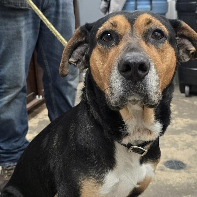 Zelda, ADOPTABLE, Adult Female Mixed Breed.