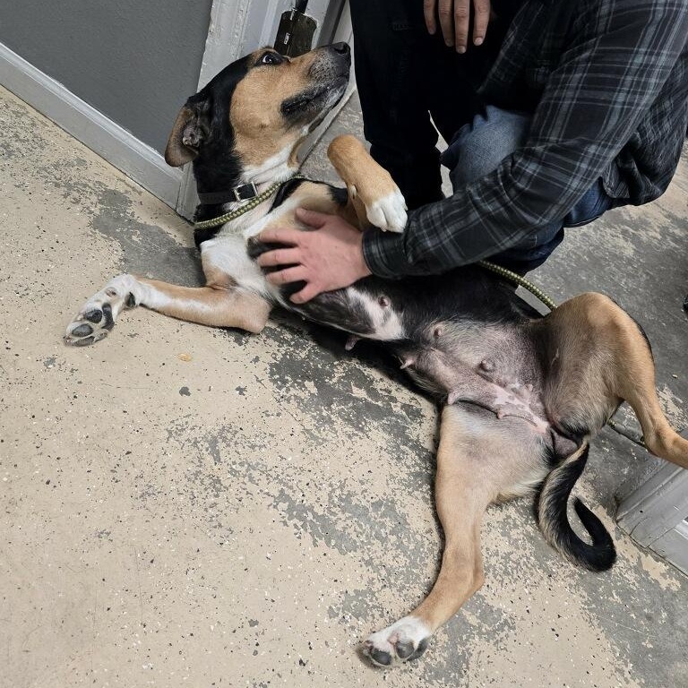 Enlarge Zelda, a ADOPTABLE Mixed Breed in Saint Marys, PA image 2/2