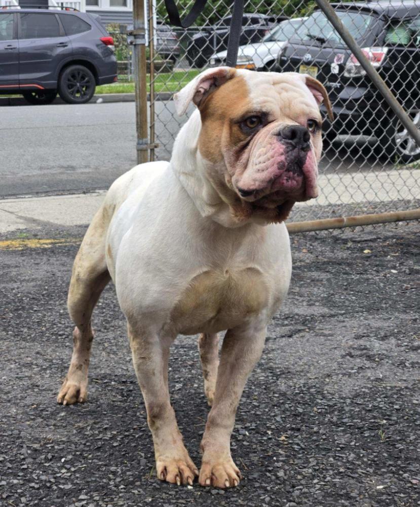 FERDINAND (cc#7109), Adoptable, Adult Male American Bulldog.
