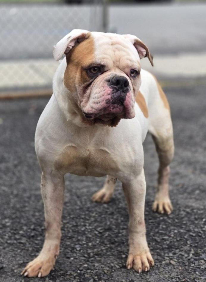 FERDINAND (cc#7109), Adoptable, Adult Male American Bulldog.