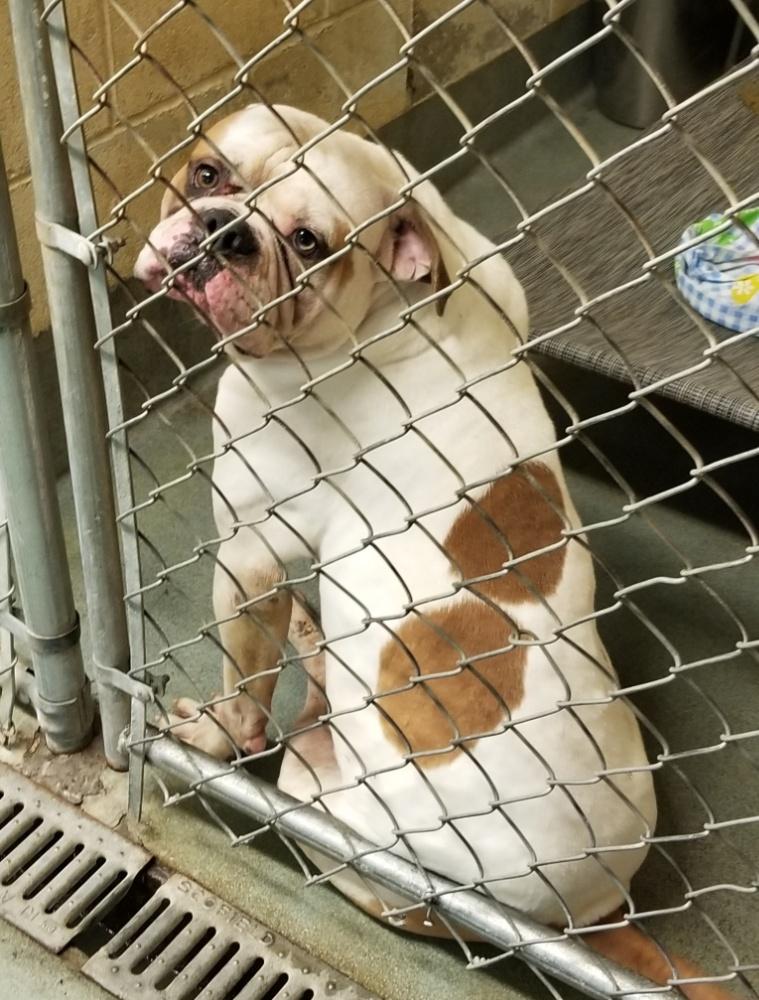 Enlarge FERDINAND (cc#7109), a Adoptable American Bulldog in West Orange, NJ image 5/5