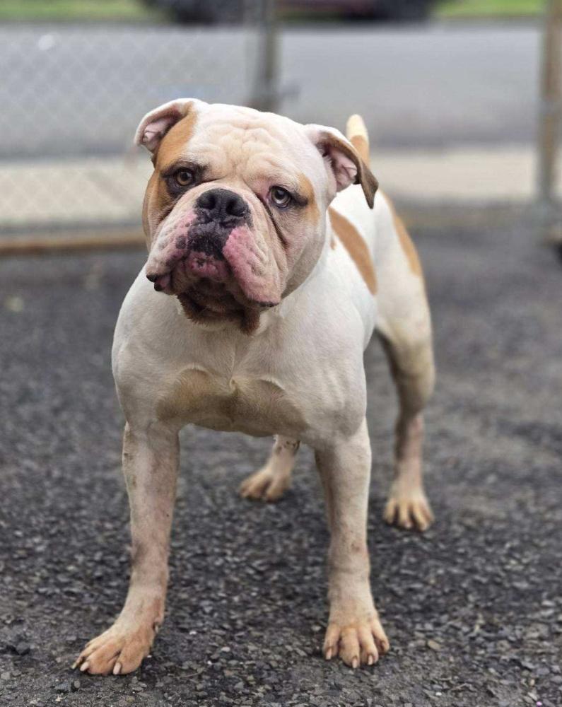 Enlarge FERDINAND (cc#7109), a Adoptable American Bulldog in West Orange, NJ image 3/5