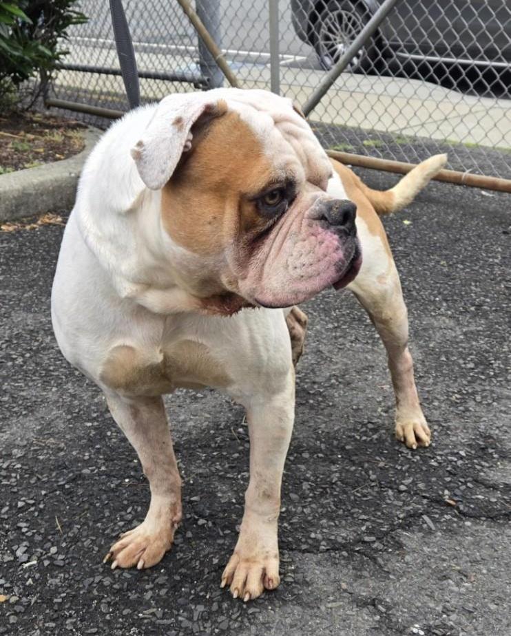 Enlarge FERDINAND (cc#7109), a Adoptable American Bulldog in West Orange, NJ image 4/5