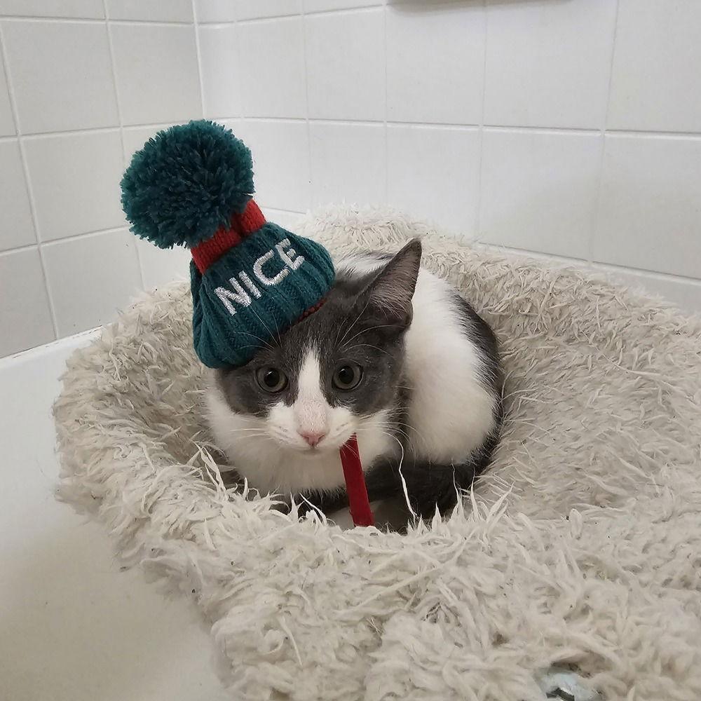 Nina II, Adoptable, Kitten Female Domestic Short Hair.