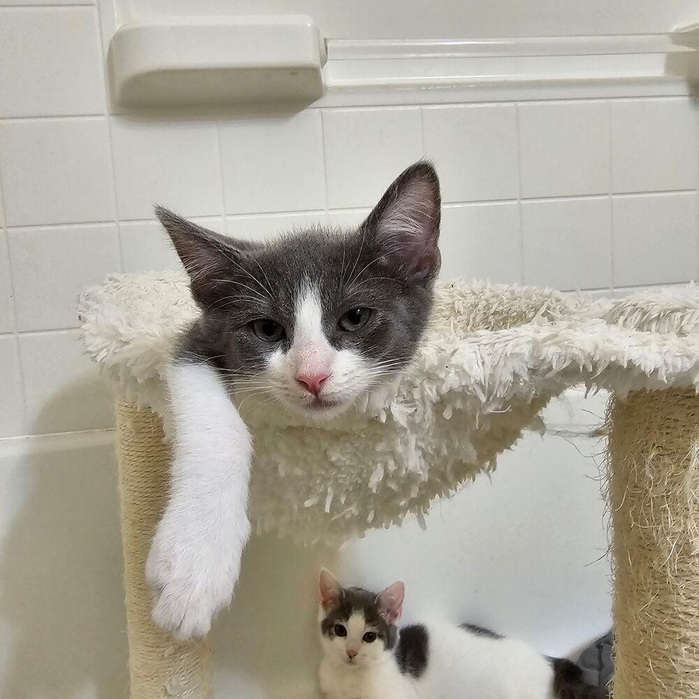 Enlarge Nina II, a Adoptable Domestic Short Hair in Pittstown, NJ image 3/3