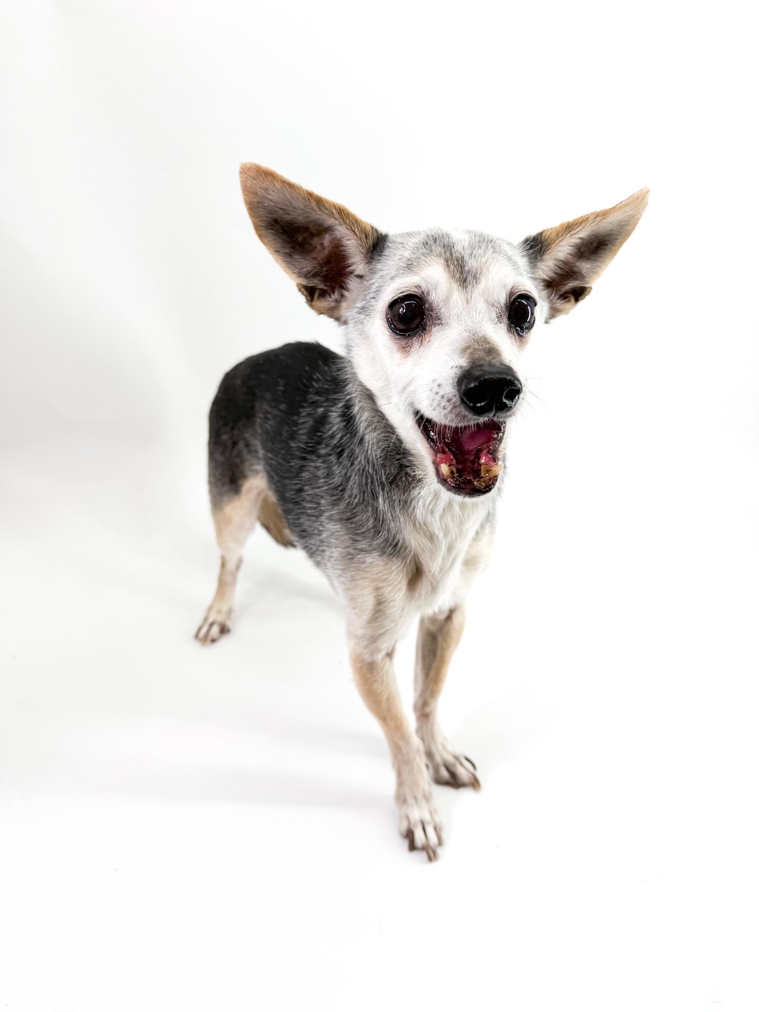 Enlarge Harrison, a ADOPTABLE mixed breed in Scottsdale, AZ image 2/5