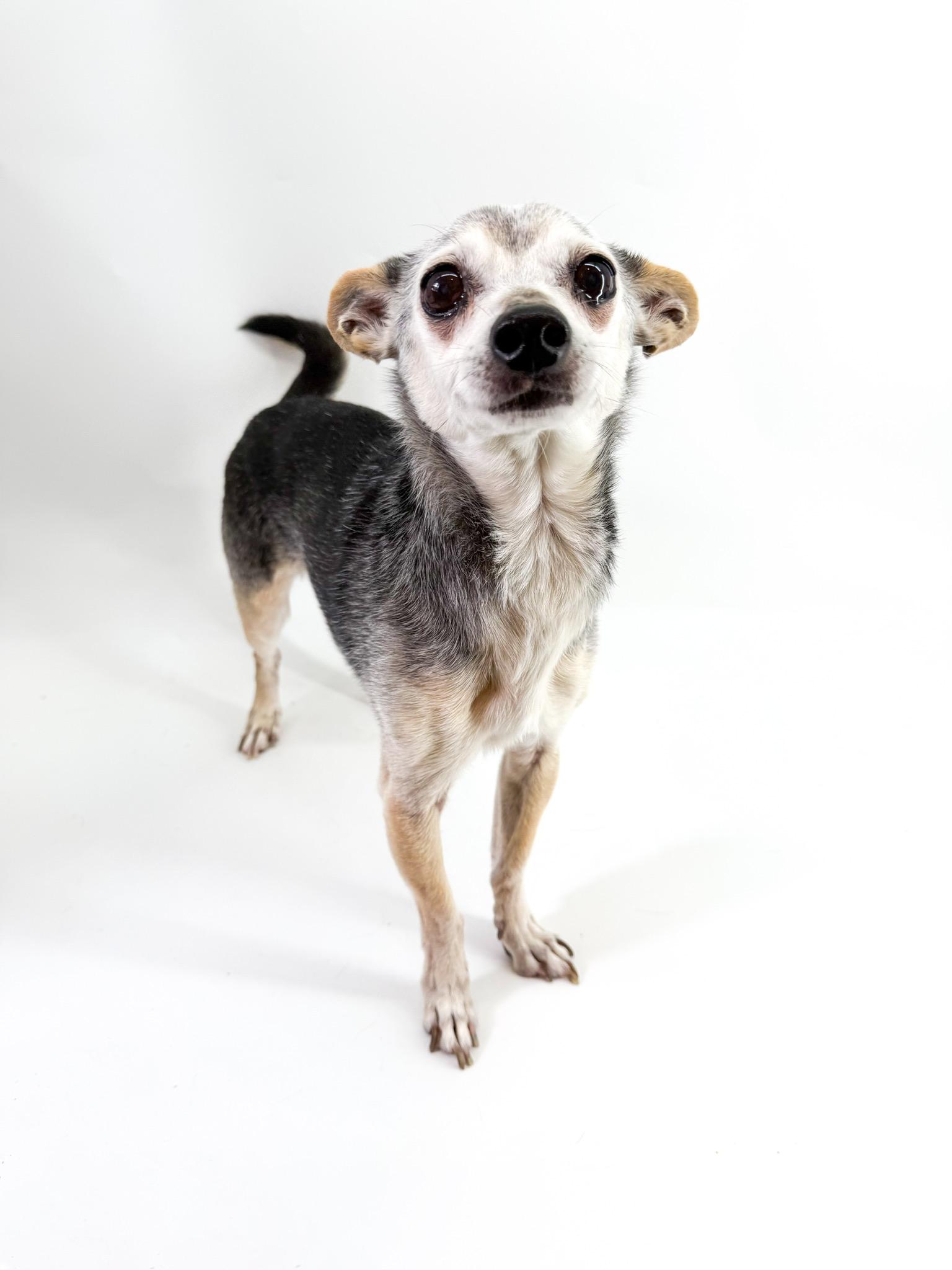 Enlarge Harrison, a ADOPTABLE mixed breed in Scottsdale, AZ image 3/5