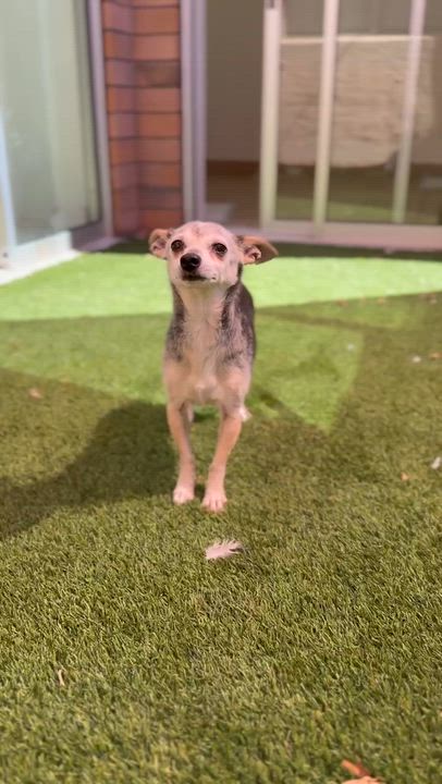 Enlarge Harrison, a ADOPTABLE mixed breed in Scottsdale, AZ video 5/5