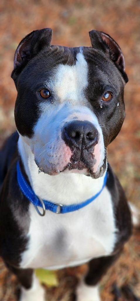 Enlarge Clovis, a Adoptable Pit Bull Terrier in Port Jervis, NY image 1/6