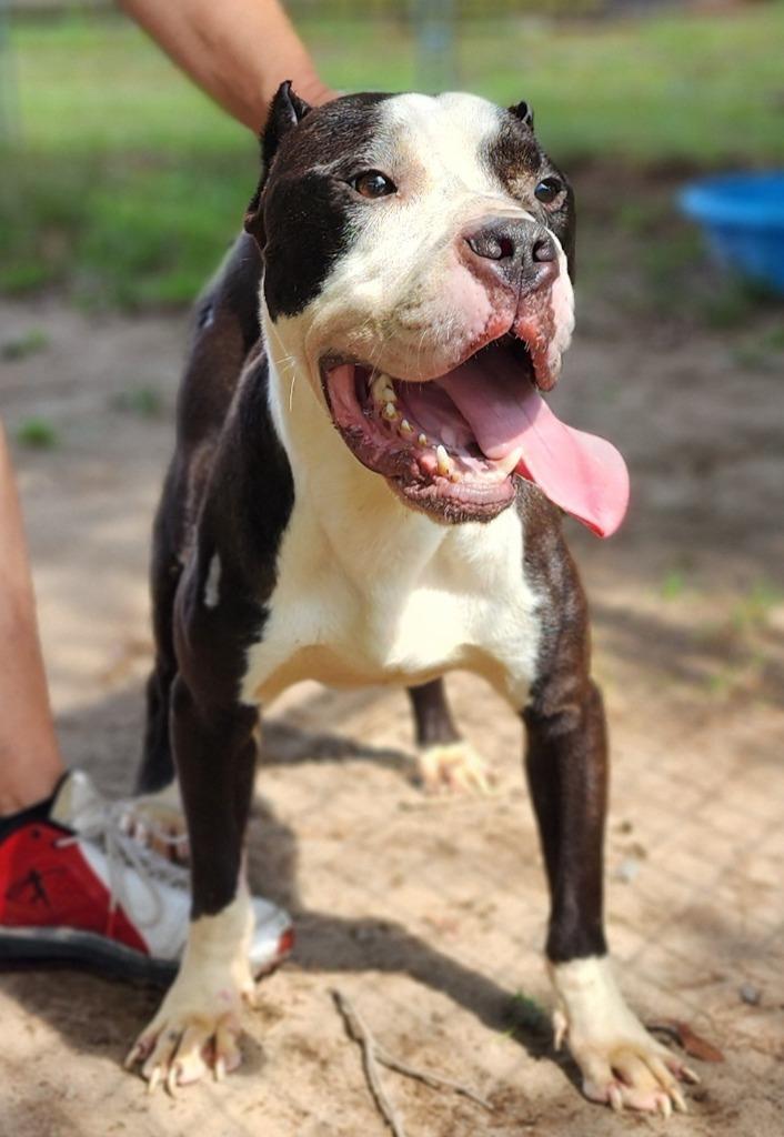 Enlarge Clovis, a Adoptable Pit Bull Terrier in Port Jervis, NY image 2/6