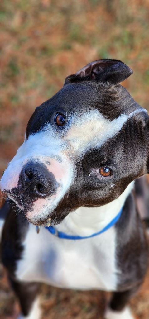 Clovis, a Adoptable Pit Bull Terrier in Port Jervis, NY image 3/5