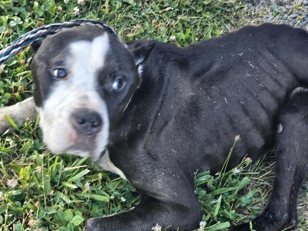 Enlarge Clovis, a Adoptable Pit Bull Terrier in Port Jervis, NY image 3/6