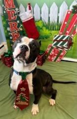 Enlarge Clovis, a Adoptable Pit Bull Terrier in Port Jervis, NY image 4/6