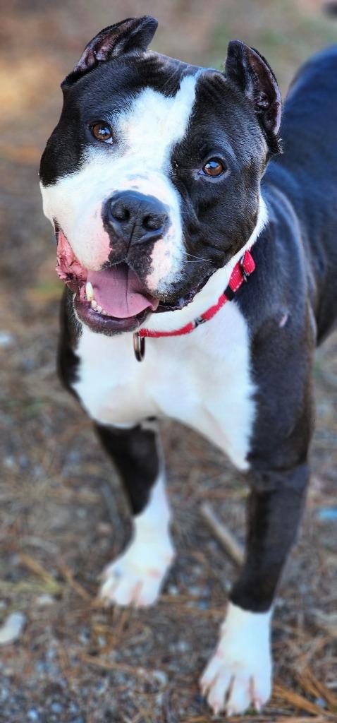 Enlarge Clovis, a Adoptable Pit Bull Terrier in Port Jervis, NY image 6/6