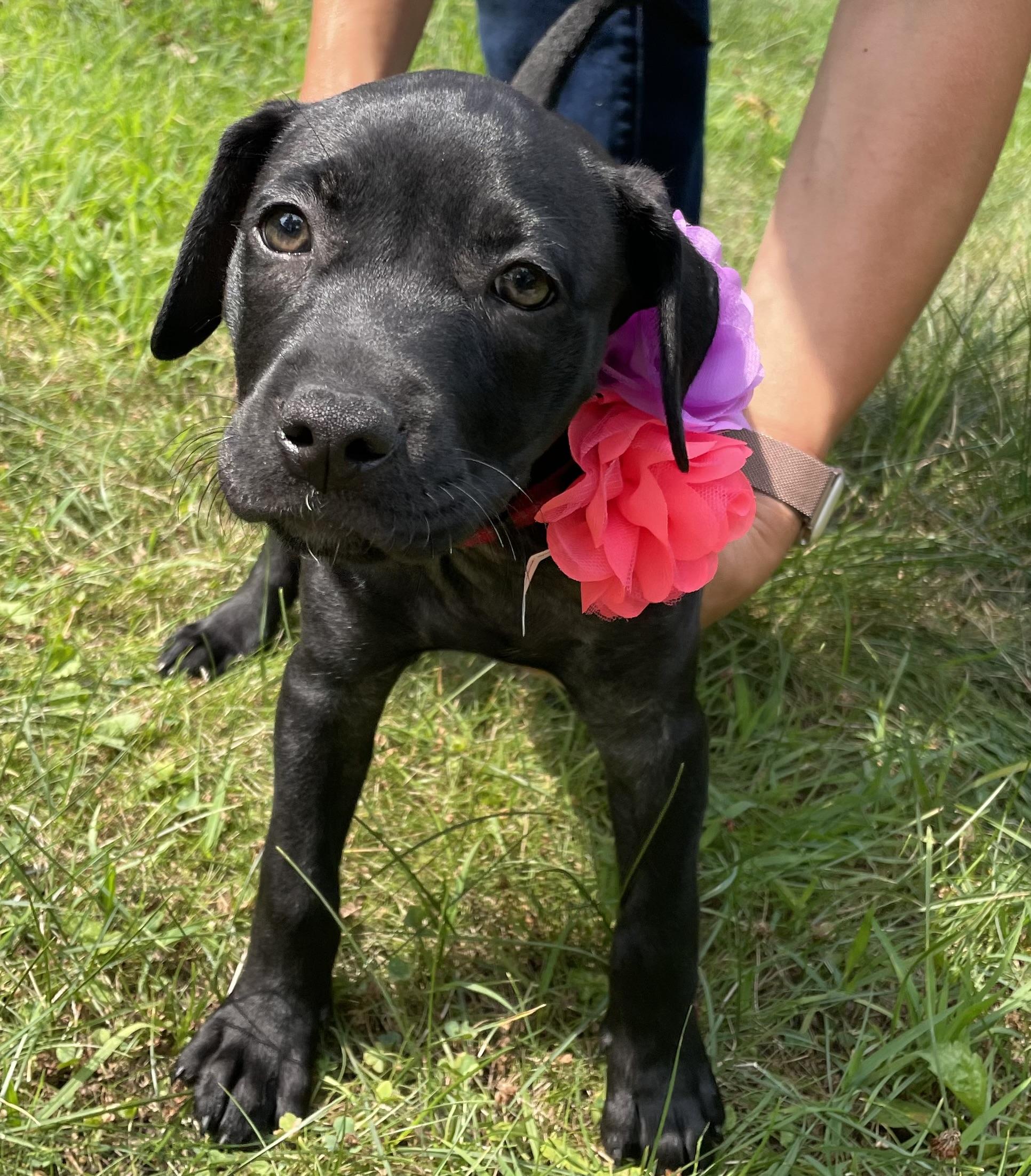 Enlarge Lizzy, a Adoptable mixed breed in Minneapolis, MN image 3/6