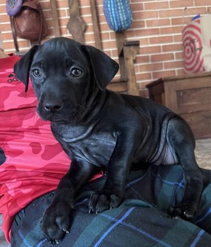 Enlarge Lizzy, a Adoptable mixed breed in Minneapolis, MN image 6/6
