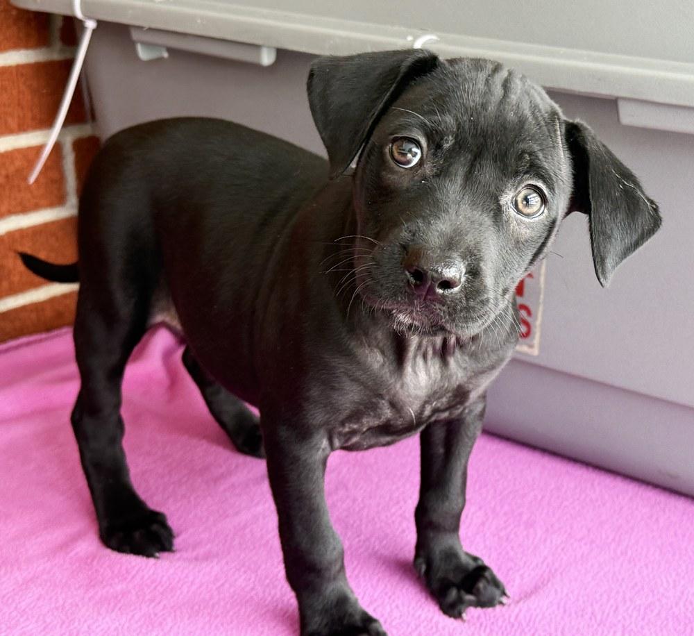 Enlarge Lizzy, a Adoptable mixed breed in Minneapolis, MN image 4/6