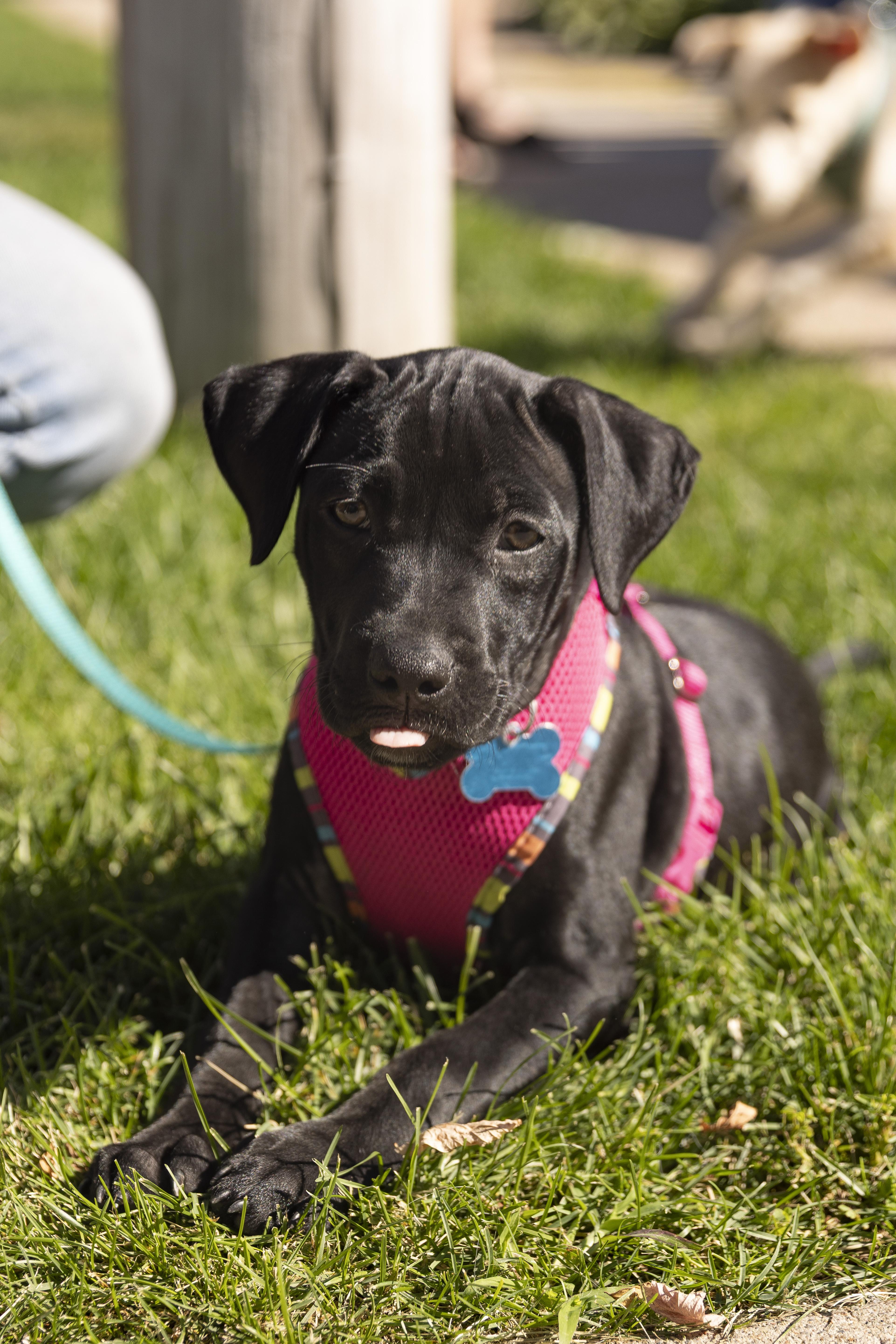 Lizzy, Adoptable, Puppy Female Retriever & Mixed Breed.