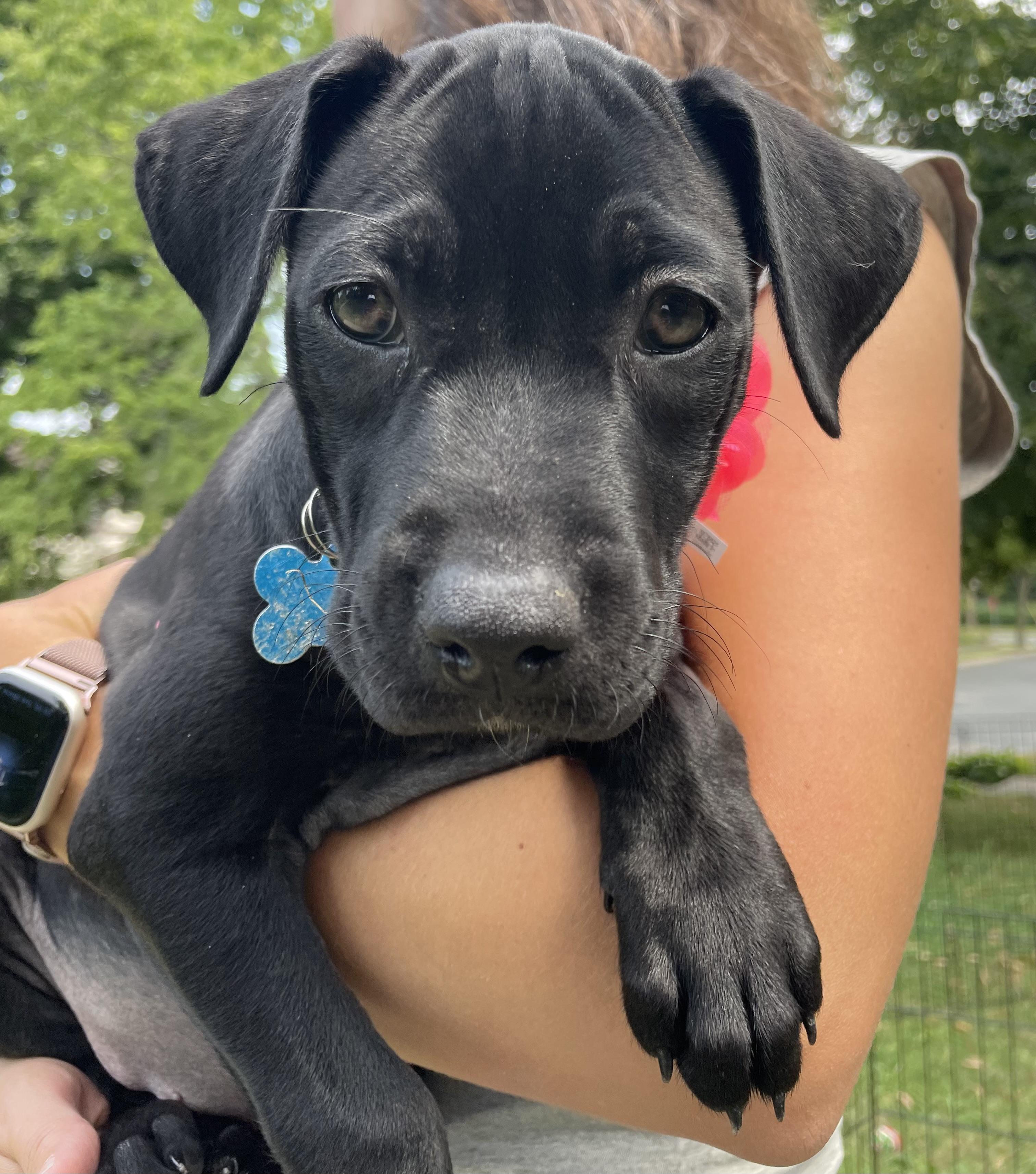 Enlarge Lizzy, a Adoptable mixed breed in Minneapolis, MN image 2/6