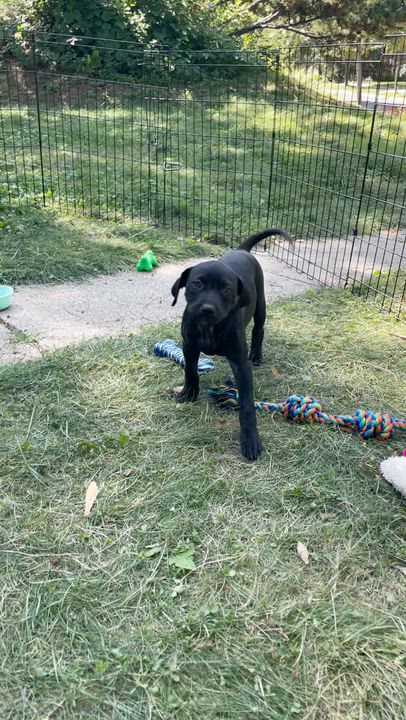 Enlarge Lizzy, a Adoptable mixed breed in Minneapolis, MN video 5/6