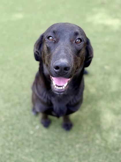 Blossom, Adoptable, Young Female Labrador Retriever & Mixed Breed.