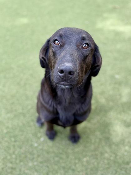 Blossom, a Adoptable mixed breed in Picayune, MS image 2/3