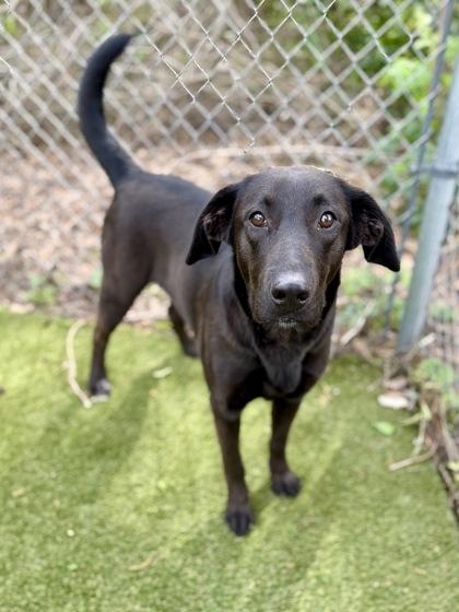 Blossom, a Adoptable mixed breed in Picayune, MS image 3/3