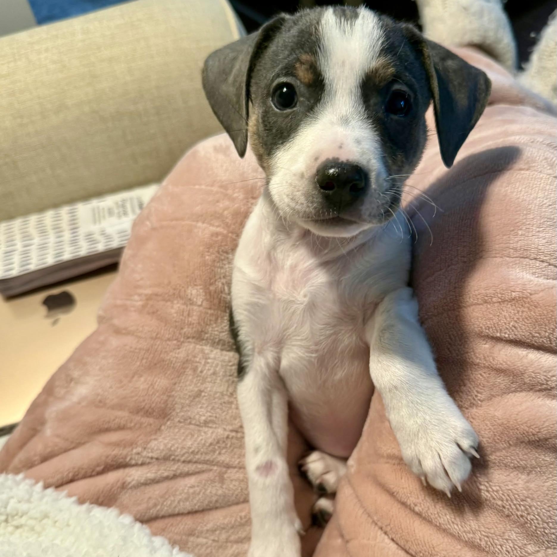 Babe , ADOPTABLE, Puppy Female Retriever & Terrier.