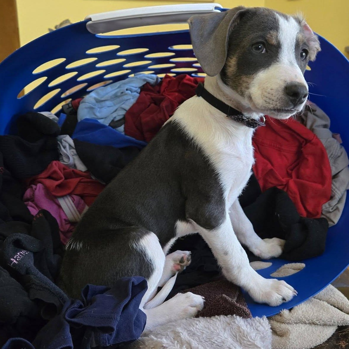 Enlarge Babe , a ADOPTABLE mixed breed in Waxhaw, NC image 2/6