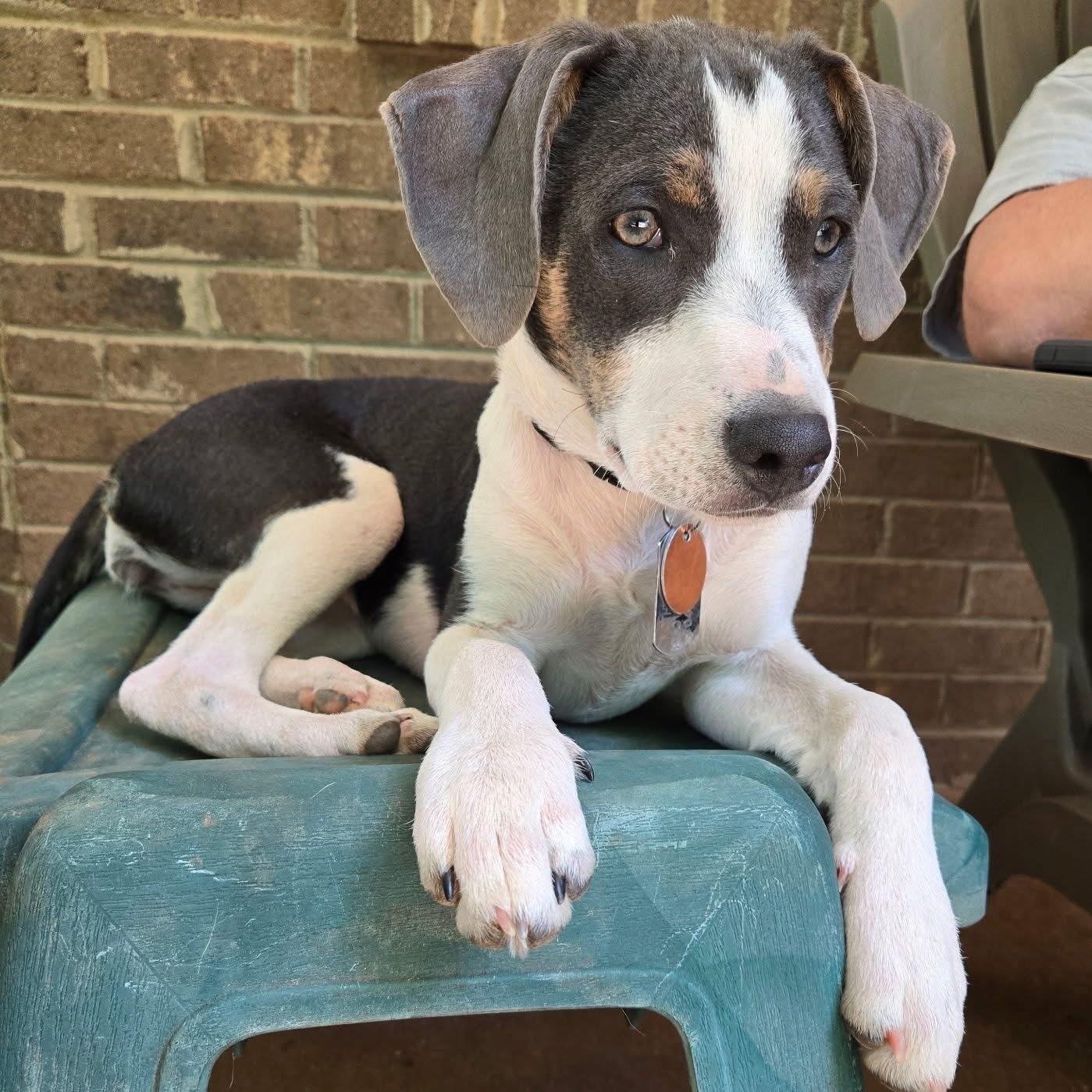 Enlarge Babe , a ADOPTABLE mixed breed in Waxhaw, NC image 1/6