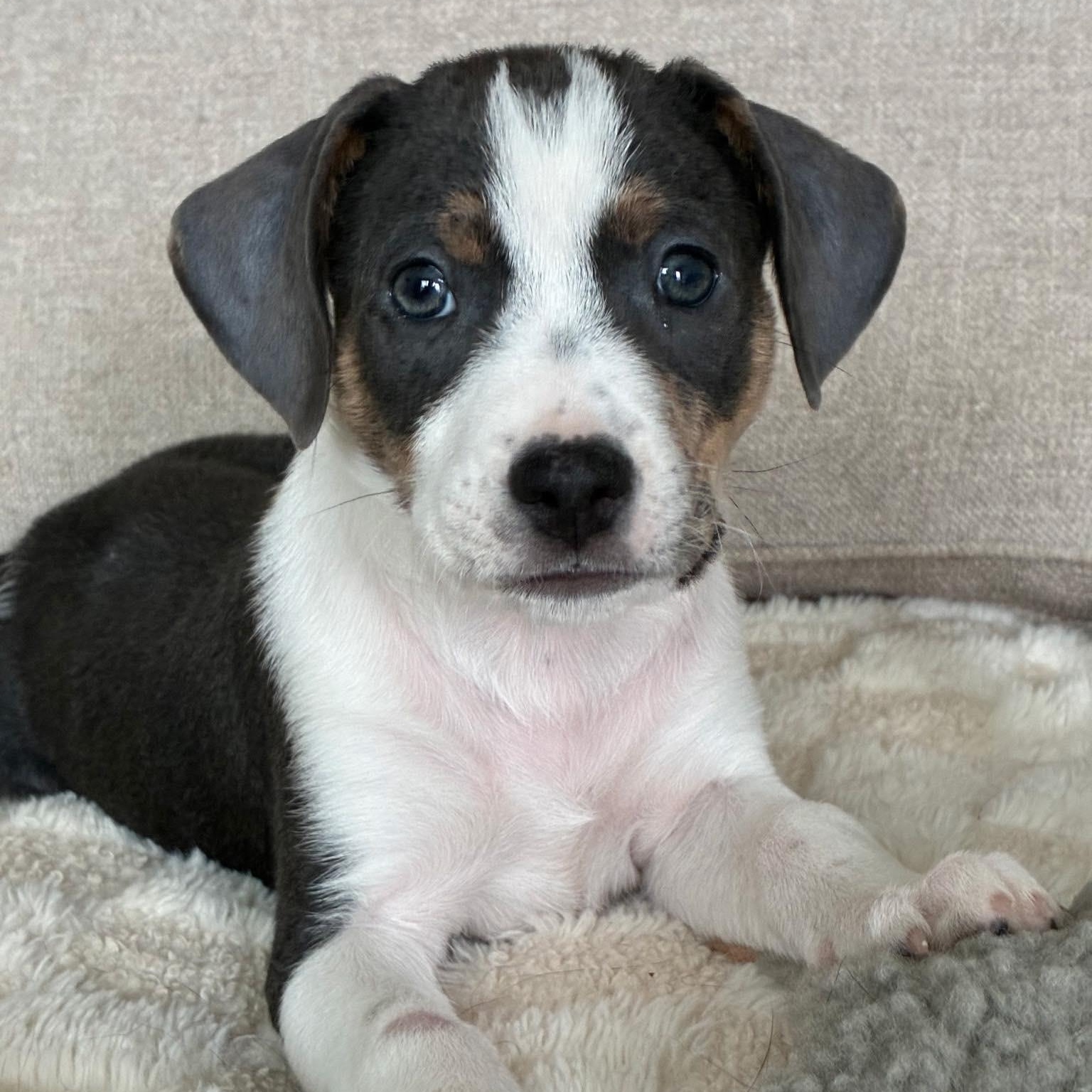 Enlarge Babe , a ADOPTABLE mixed breed in Waxhaw, NC image 5/6