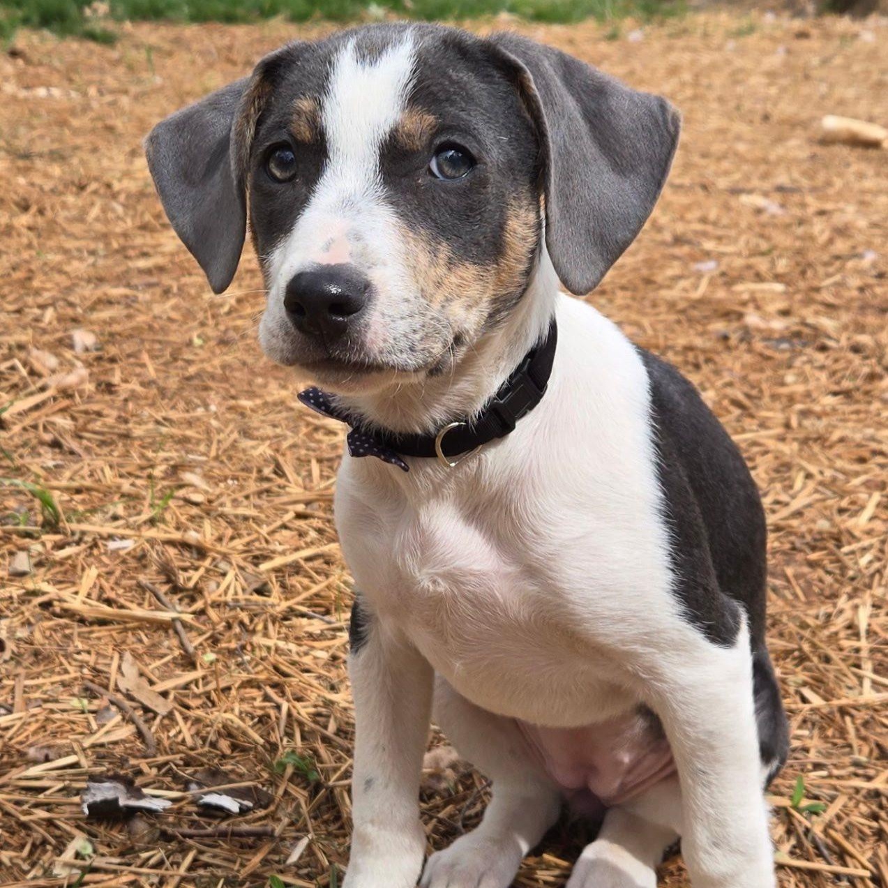 Enlarge Babe , a ADOPTABLE mixed breed in Waxhaw, NC image 4/6