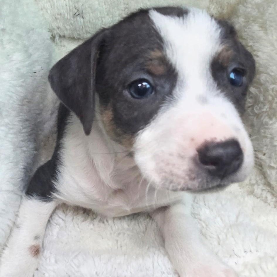 Babe , ADOPTABLE, Puppy Female Retriever & Terrier.