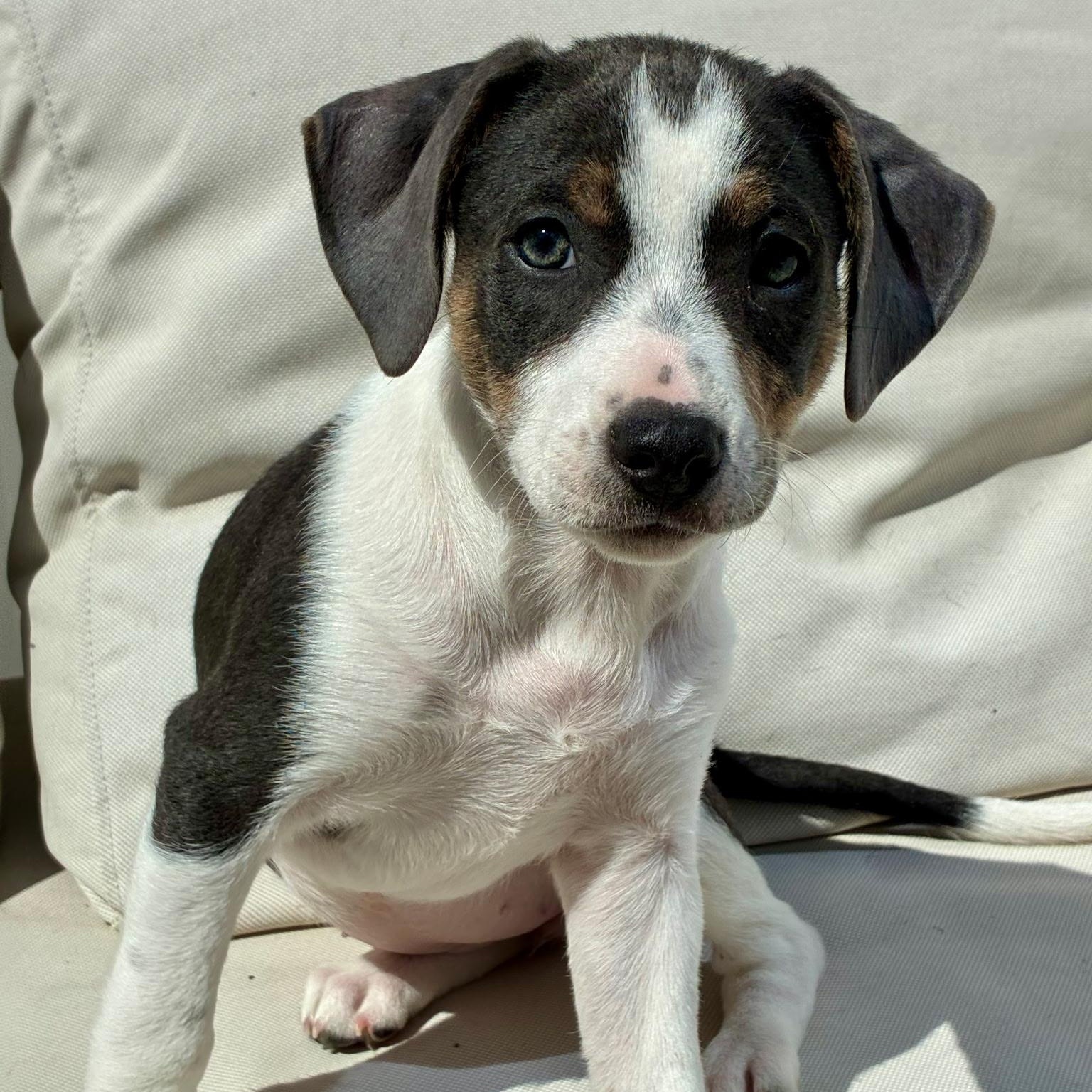 Enlarge Babe , a ADOPTABLE mixed breed in Waxhaw, NC image 3/6