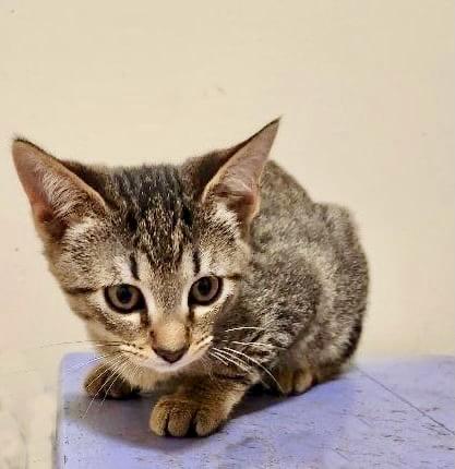 Tinsel, Adoptable, Kitten Female Tabby.