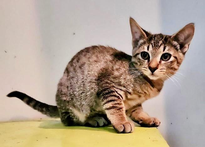 Enlarge Tinsel, a Adoptable mixed breed in Saint Augustine, FL image 2/4