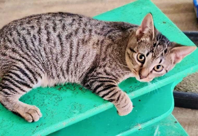 Enlarge Tinsel, a Adoptable mixed breed in Saint Augustine, FL image 3/4