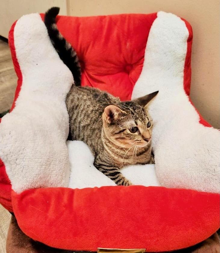 Enlarge Tinsel, a Adoptable mixed breed in Saint Augustine, FL image 4/4