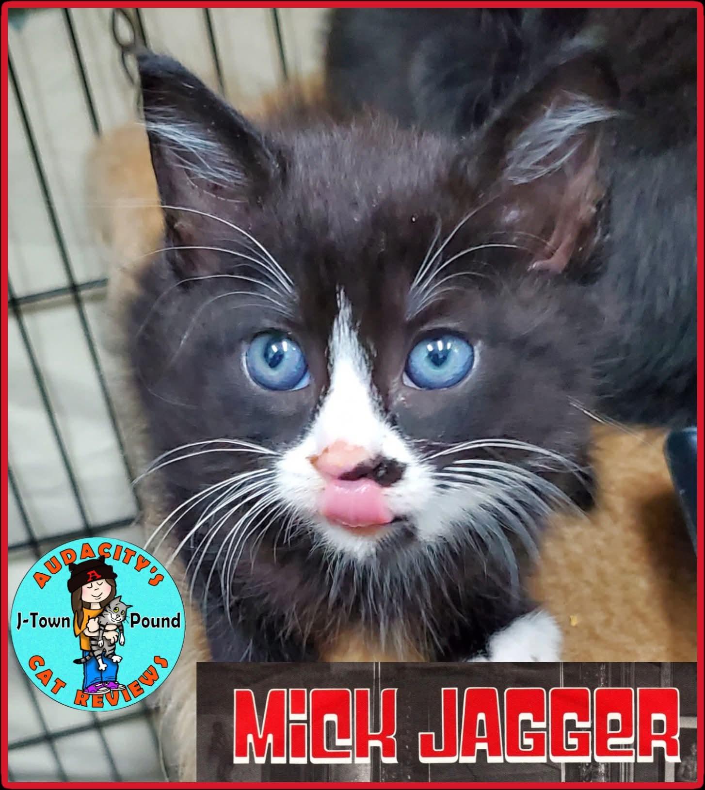 Enlarge Jagger- longest resident, sweet boy, a Adopted Domestic Medium Hair in Lake Hopatcong, NJ image 5/5