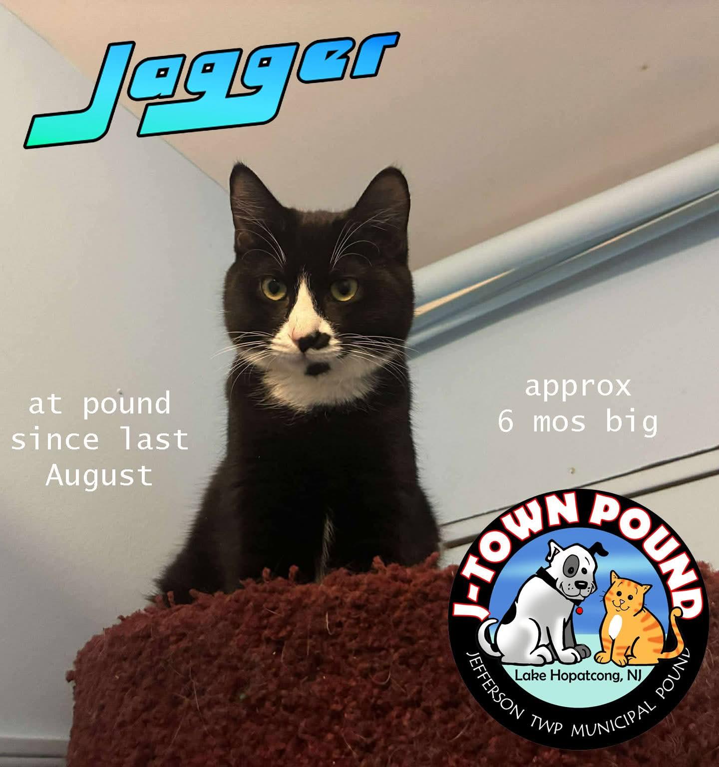 Enlarge Jagger- longest resident, sweet boy, a Adopted Domestic Medium Hair in Lake Hopatcong, NJ image 2/5