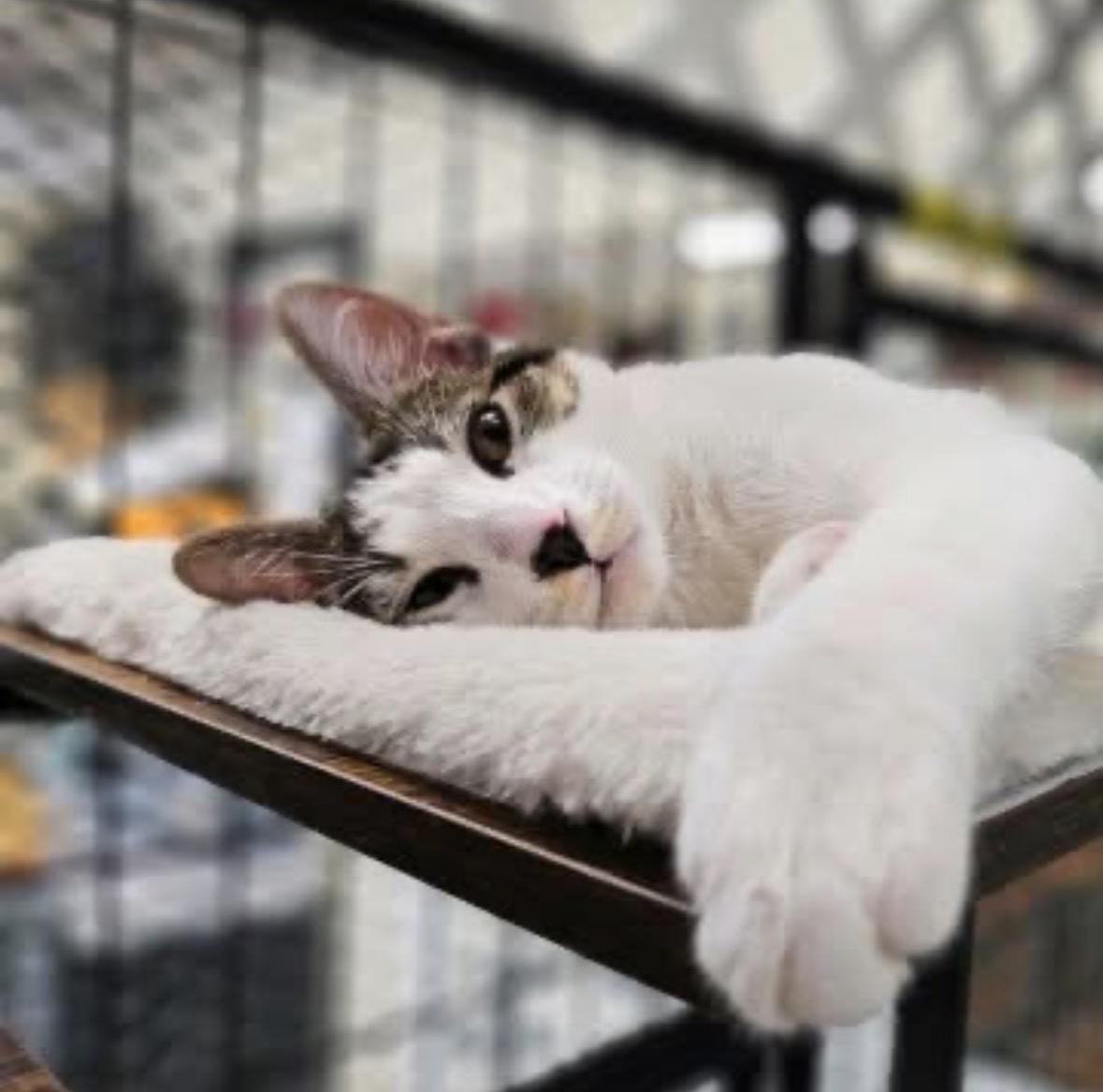 Enlarge Marvin, a Adoptable Domestic Short Hair in Chicago, IL image 1/2