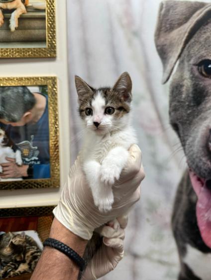 Enlarge Marvin, a Adoptable Domestic Short Hair in Chicago, IL image 2/2